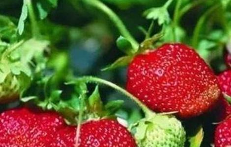 草莓果实膨大期 影响草莓果实膨大的五大因素