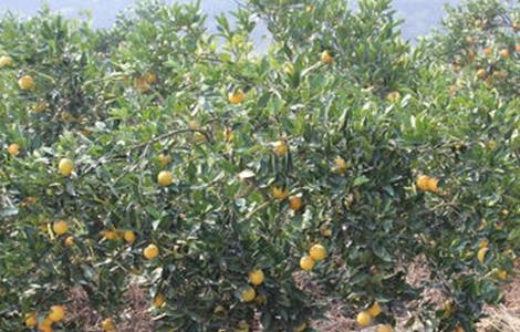 甜橙优质高产栽培 冰糖橙的高产管理技术