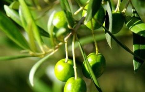 橄榄种植条件 海拔 经纬度 橄榄种植条件