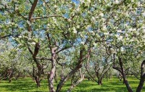 苹果春季管理要点 苹果春季管理要点有哪些