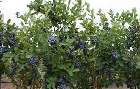 蓝莓肥害预防措施 蓝莓树肥害怎样补救