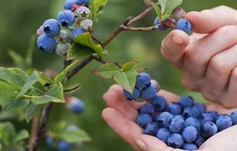 蓝莓肥害的表现 蓝莓肥害是什么原因