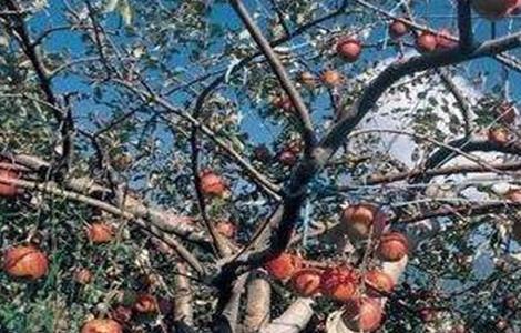 苹果转枝方法和注意事项 苹果怎样剪枝才能形成结果枝