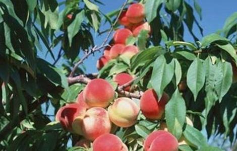 桃树种植的方法和技巧 桃树种植常见问题