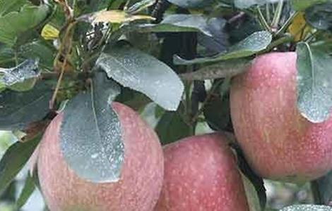 苹果补钙有哪些误区 苹果是补钙的吗
