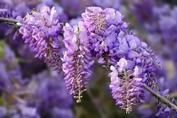 紫藤花芽与花苞区别，如何区分两者（紫藤花芽与花苞区别,如何区分两者的区别）