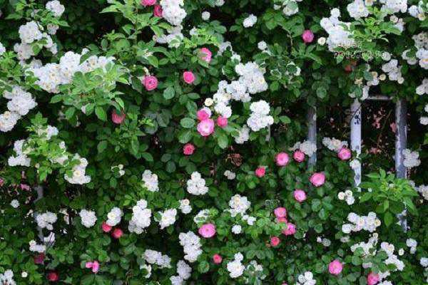 复合肥能给蔷薇花施肥吗，如何合理使用