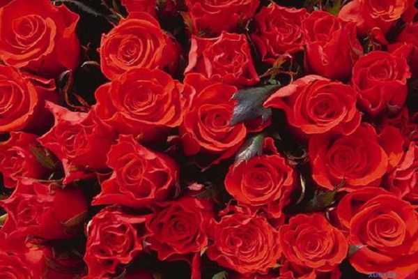 玫瑰花是植物吗，玫瑰花的种植方法 玫瑰花是植物吗,玫瑰花的种植方法是什么