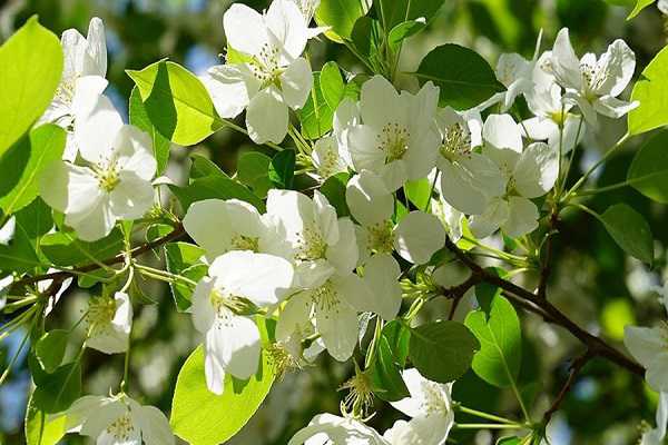 梨树几月份开花，梨花的含义及作用 梨树开花是什么时候