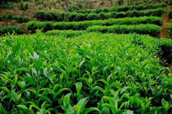 茶树怎么种植，茶树需要几年能长大 茶树要种几年才结果
