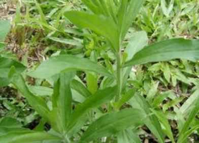 茼蒿种植技术和注意事项介绍（茼蒿种植技术要点）