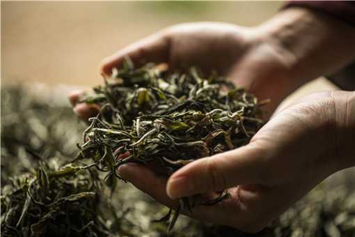 茶叶种植前景如何 茶叶种植前景如何分析
