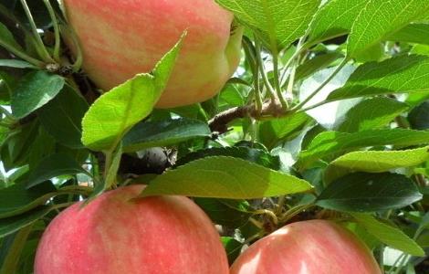 苹果树常见病害防治 苹果树病害防治方法