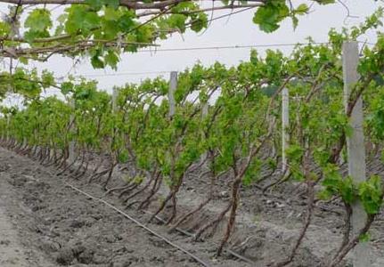葡萄种植常见问题及解决方法 葡萄种植常见问题的回答