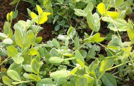 豌豆苗种植技术 豌豆苗种植技术 百度网盘