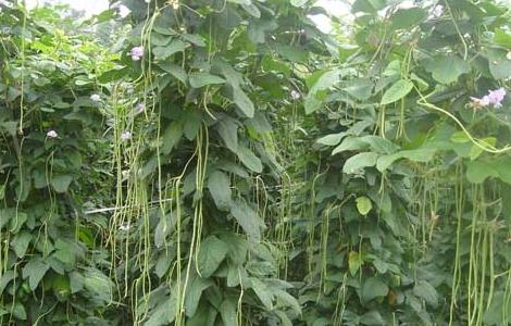 豇豆高产种植技术 豇豆高产种植技术要求