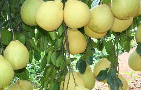 柚子树要种植几年才能结果 柚子树在种植后几年才能结果