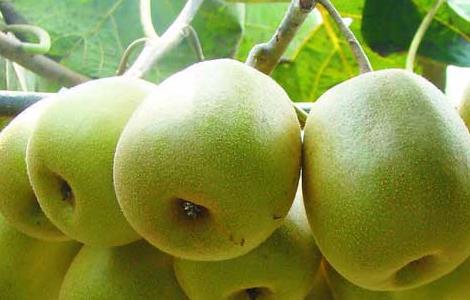 猕猴桃属于哪类水果 猕猴桃属于哪类水果?