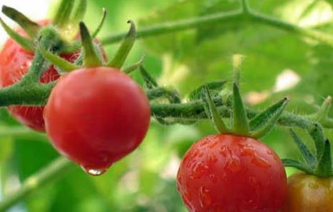 西红柿种子怎么种 西红柿种子怎么种植方法