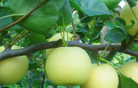 梨树主要病虫害及防治方法 梨树的病虫害防治措施