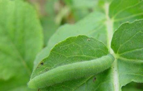 青菜的病虫害防治方法 青菜主要虫害的防治方法