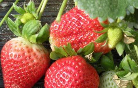 大棚草莓怎样种植 大棚草莓怎样种植好