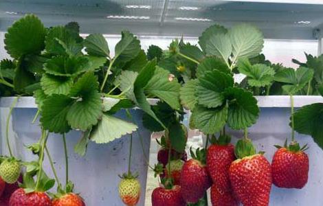 阳台草莓如何种植方法 阳台草莓如何种植
