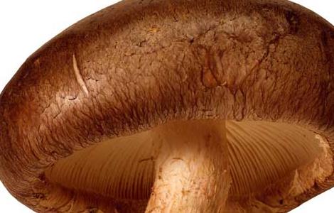 香菇和冬菇的区别有哪些 香菇和冬菇的区别有哪些?