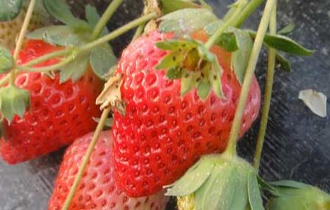草莓花期如何管理 草莓花果期的管理