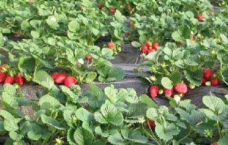 草莓种植中后期管理技术（草莓种植中后期管理技术有哪些）
