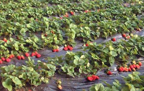 草莓种植中后期管理技术