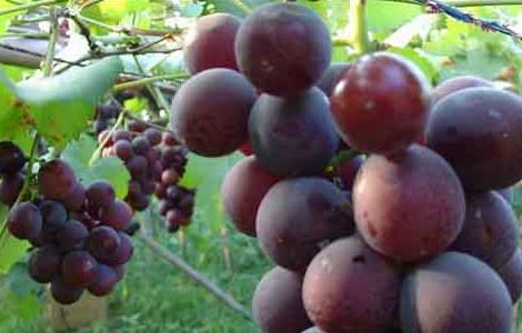 巨峰葡萄高产栽培技术 巨峰葡萄的栽培技术