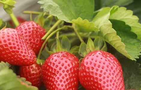 盆栽草莓的种植方法和技术视频 盆栽草莓的种植方法