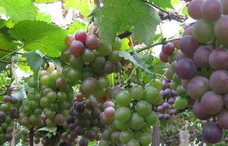葡萄的种植前景 葡萄种植的前景和效益