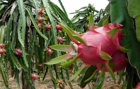 火龙果的种植技术 火龙果的种植技术与栽培技术盆栽