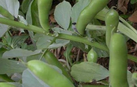 蚕豆的生长过程 蚕豆的生长过程(图文