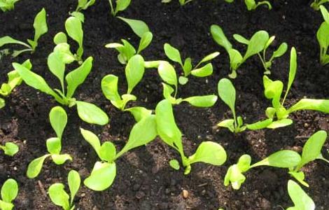 生菜种子怎么种 生菜怎样种植出苗最快