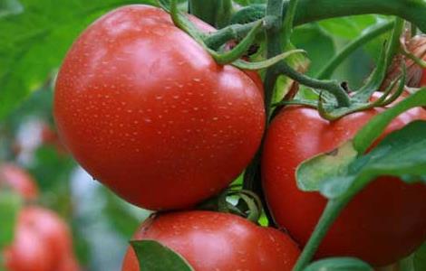 蕃茄白粉病 番茄白粉病防治技术