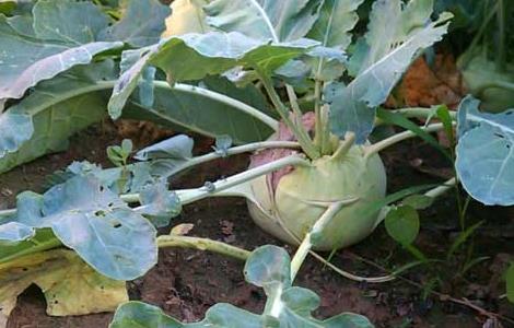 芥菜疙瘩种植技术 芥菜疙瘩种植技术管理