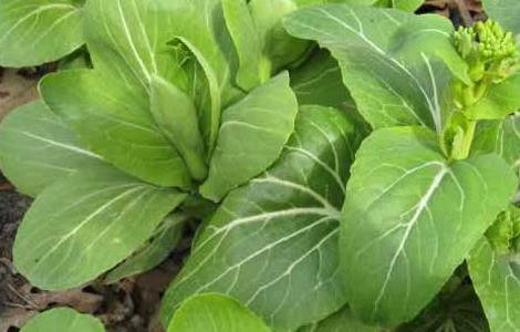 白菜苔种植技术 白菜苔种植技术及管理