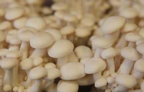 白玉菇种植方法 白玉菇种植技术