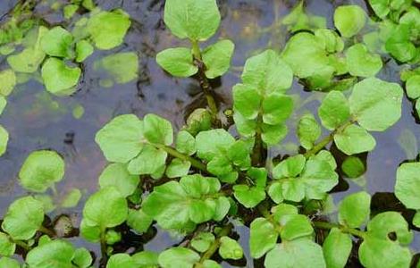 豆瓣菜种植技术 豆瓣菜栽培技术