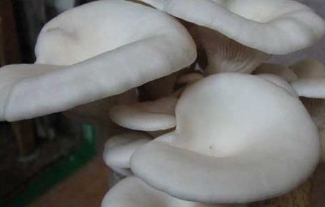 凤尾菇高产栽培技术 凤尾菇种植技术