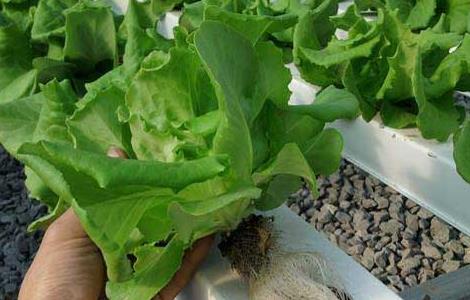 家里水培蔬菜怎么种植 水培蔬菜怎么种植