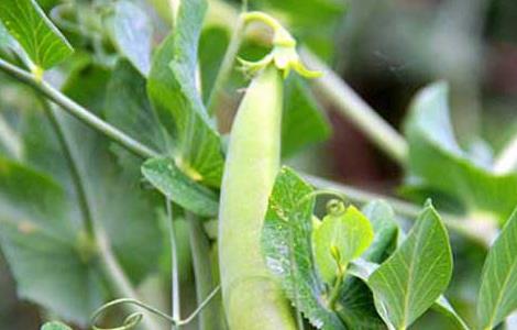 豌豆种子价格及种植方法大全 豌豆种子价格及种植方法