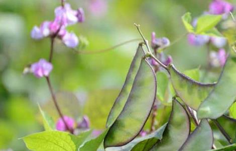 扁豆种子怎么种? 扁豆种子价格及种植方法