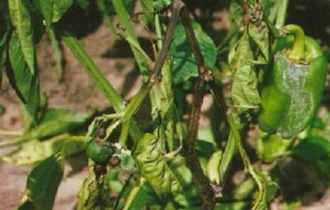 辣椒种植的病虫害图片及防治方法视频 辣椒种植的病虫害图片及防治方法