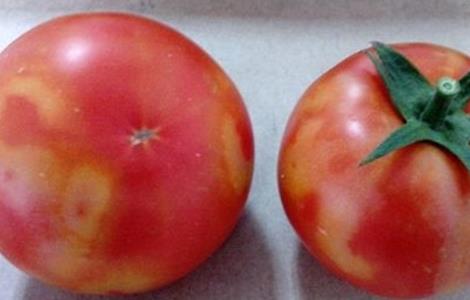 西红柿转色不均匀的原因和解决方法 西红柿转色不均匀的原因和解决方法图片