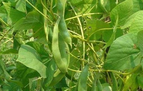 四季豆的种植时间和种植方法 四季豆的种植时间和种植方法