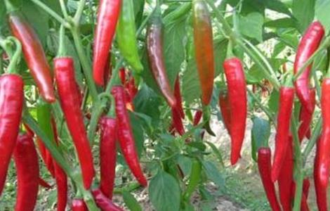 辣椒的种植方法和时间 五彩辣椒的种植方法和时间